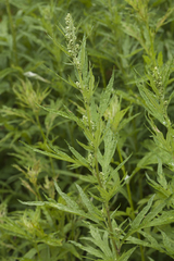 Artemisia montana