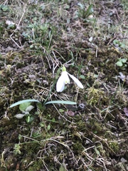Galanthus nivalis
