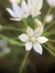 Allium hyalinum