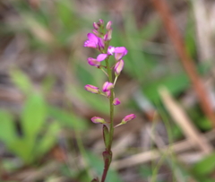 Polygala crenata