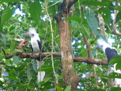 Berenicornis comatus