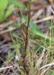 Polygala crenata