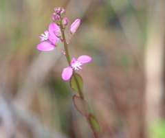 Polygala crenata