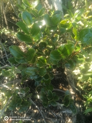 Diospyros scabrida, photograph author not stated, no rights reserved