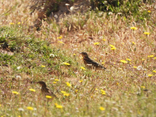 Tree Pipit