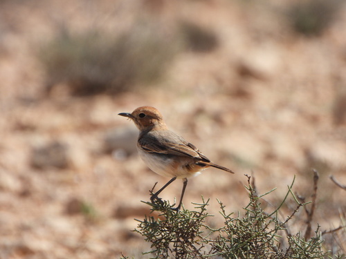 Red-rumped Wheatear
