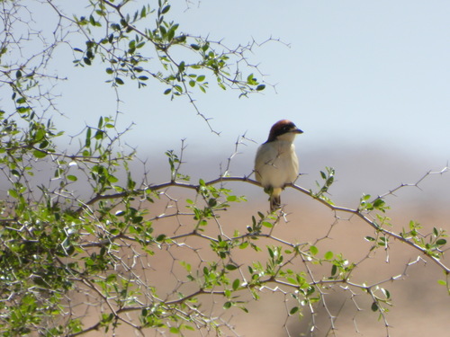 Woodchat Shrike