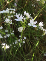 Allium hyalinum