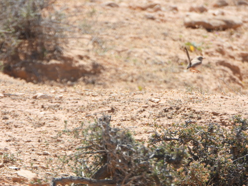Scrub Warbler