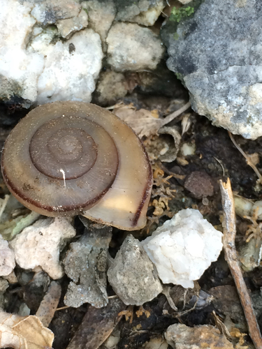 San Xavier Talussnail