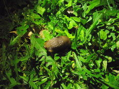 Euthyneura