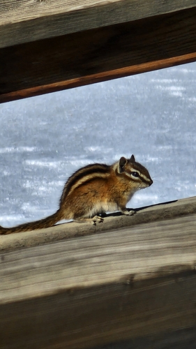 Least Chipmunk observed by freckled-wren