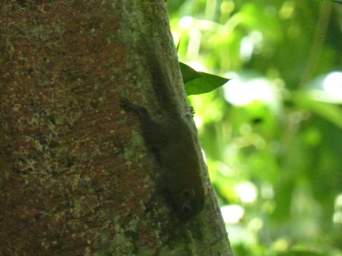 Least Pygmy Squirrel
