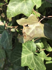 Episyrphus balteatus