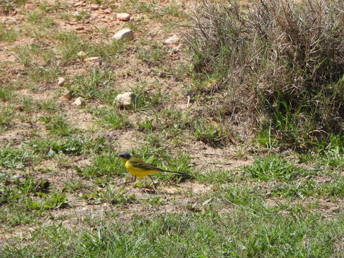 Grey-headed Wagtail