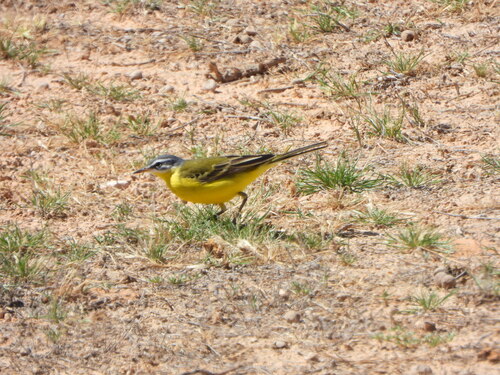 Blue-headed Wagtail
