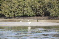Ardea alba