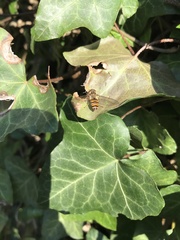 Episyrphus balteatus