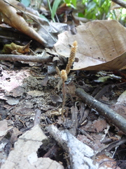 Epirixanthes