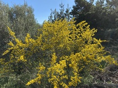 Genista fasselata