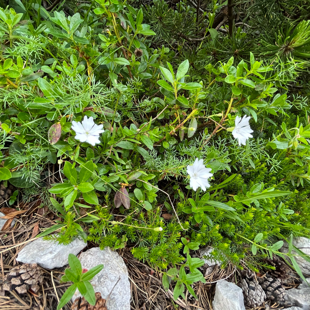 Heliosperma alpestre; photograph author not stated, no rights reserved