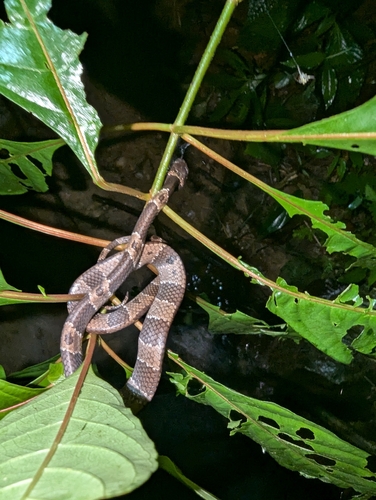 Pratt's Snail-eater