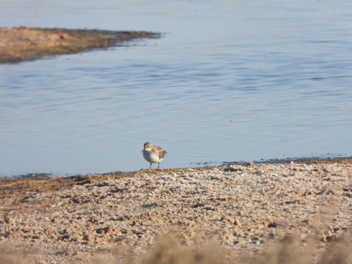 Little Stint