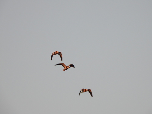 Common Shelduck