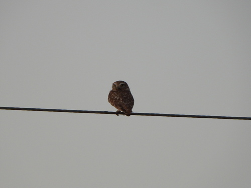 Little Owl