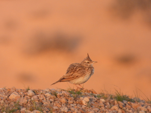 Crested Lark