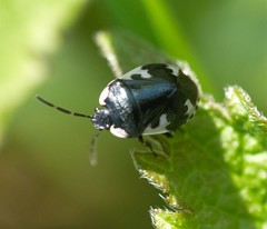 Tritomegas rotundipennis