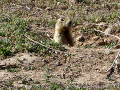 Cynomys parvidens