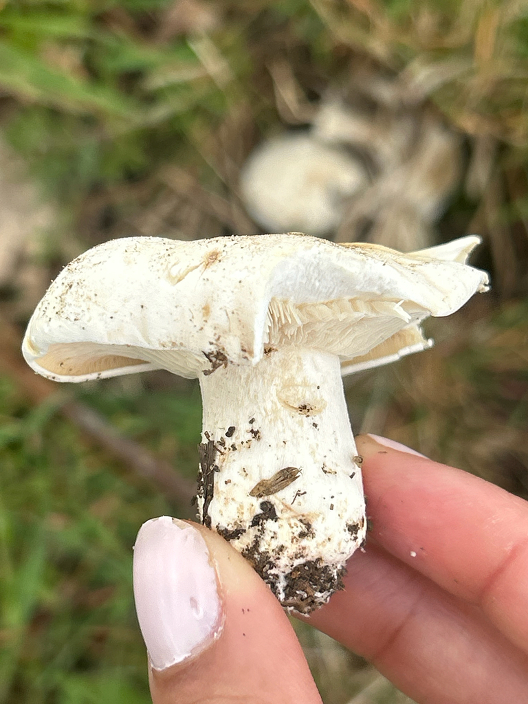 Calocybe gambosa · April 2026 · photo: © priyastoric (iNaturalist, cc-by)
