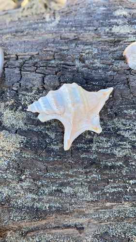 Aporrhais pespelecani