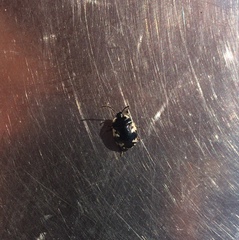Tritomegas rotundipennis