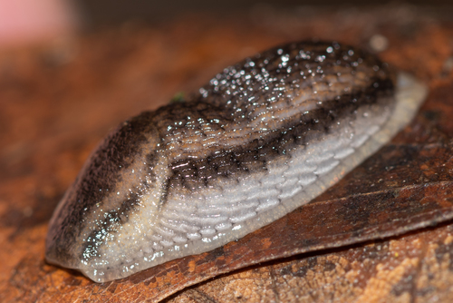 fasciatus-group Arion Slugs
