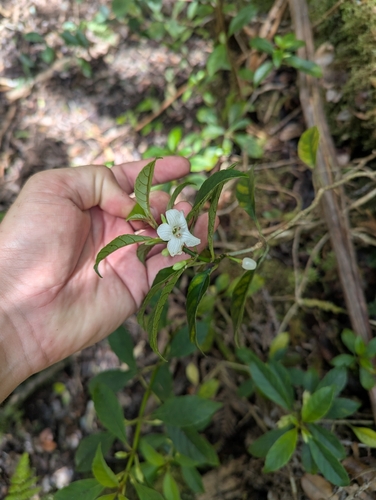 Cyrtandra paludosa observed 2026-04-15