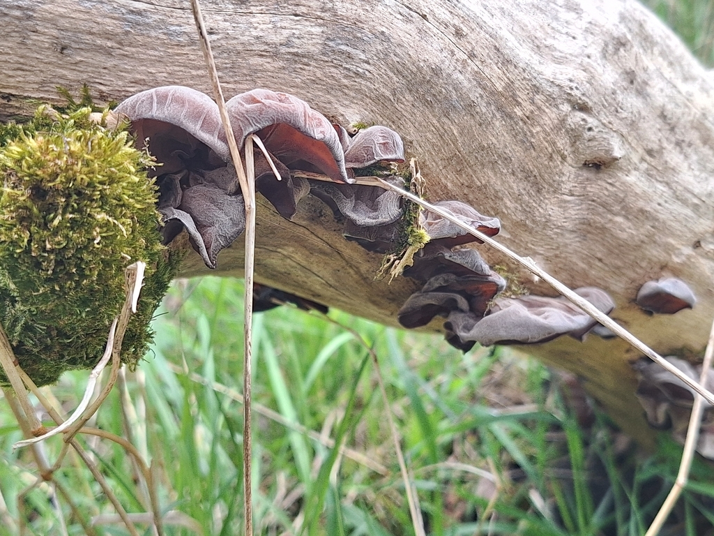 Auricularia auricula-judae · April 2026 · photo: © jaiiiiiiii_ (iNaturalist, cc0)