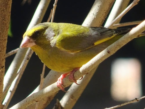 Avistamiento Chloris chloris