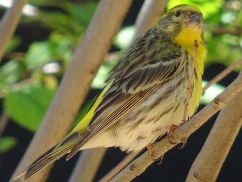 Avistamiento Serinus serinus