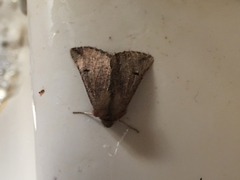 Dasycorsa modesta