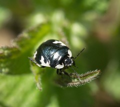 Tritomegas rotundipennis