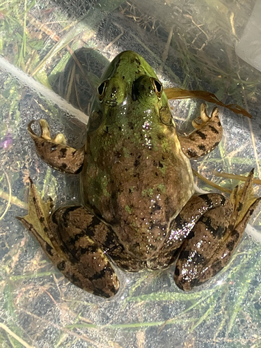 iNaturalist observation photo of American Bullfrog