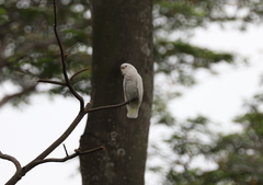 Cacatua goffiniana