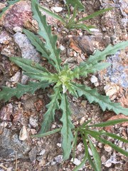 Mentzelia involucrata