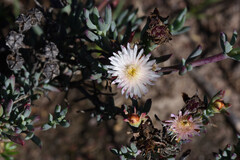 Lampranthus productus