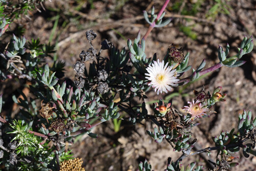 Lampranthus productus, photograph 1