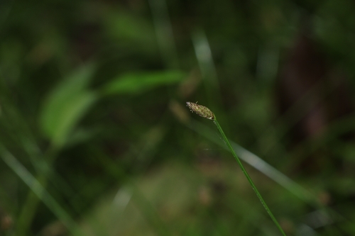 Eleocharis congesta observed 2026-04-16