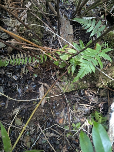 Hoiokula sandwicensis observed 2026-04-15