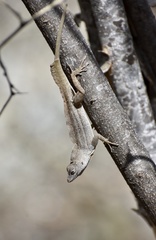 Anolis jubar oriens